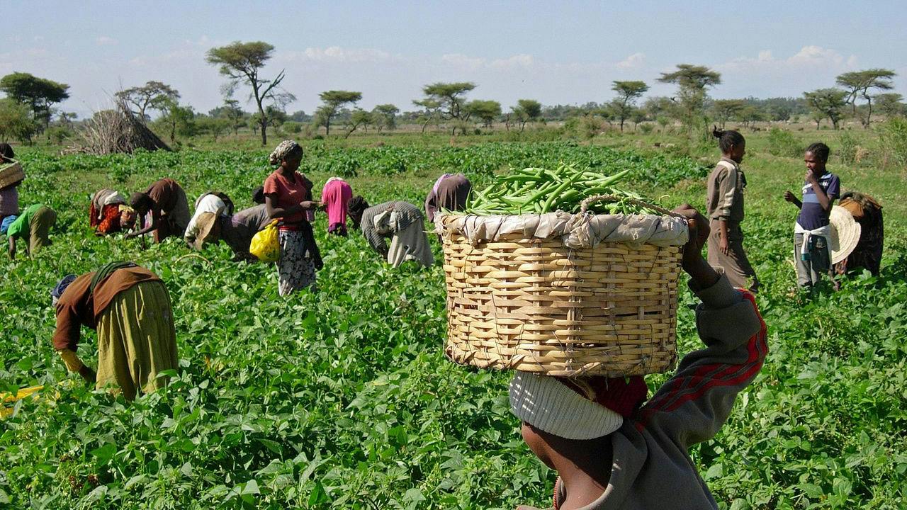 Nigerian farmers harvesting crops in a green field