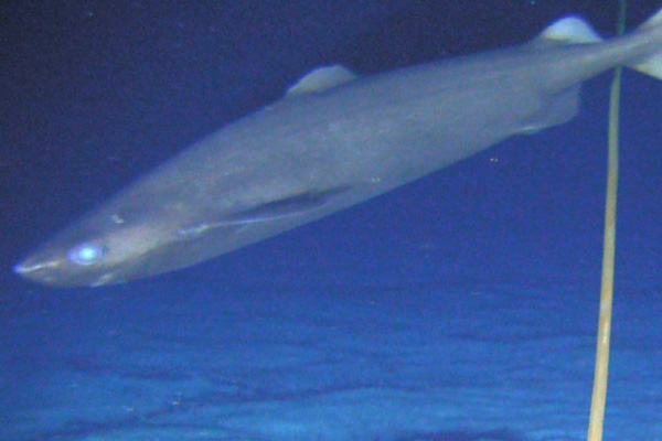 A deep-sea Portuguese dogfish photographed during the FAO research cruise in the southwest Indian Ocean