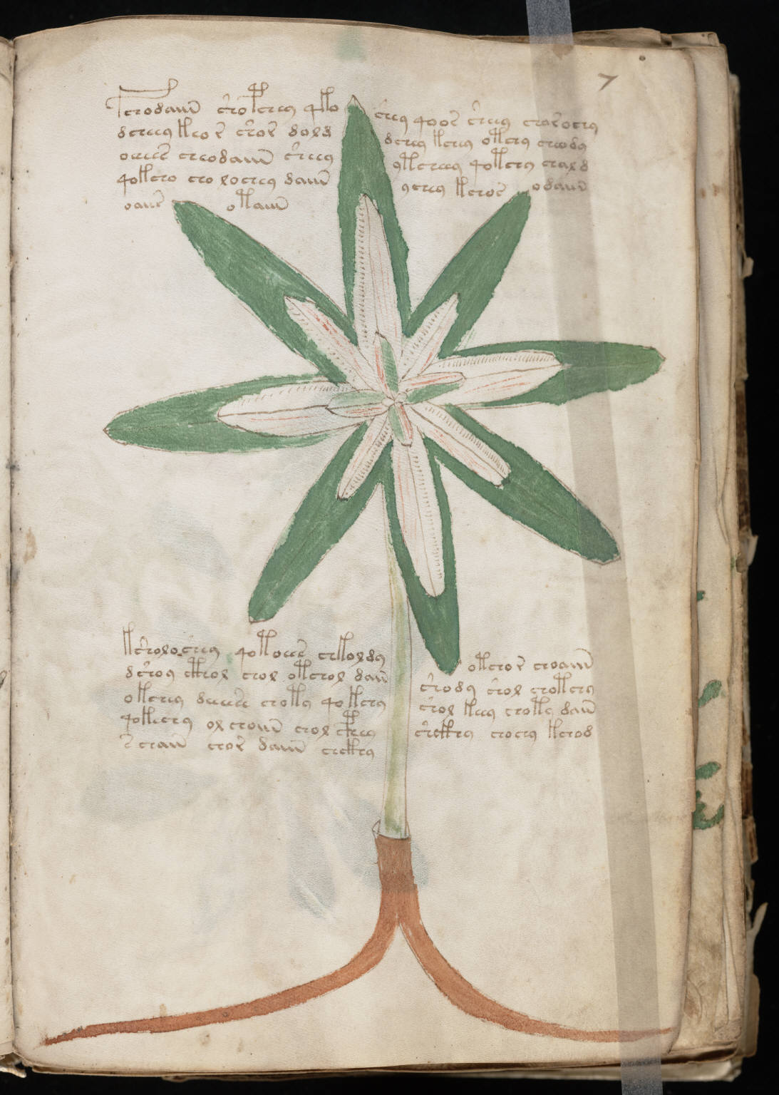 voynich-manuscript-yale-undeciphered-code-mystery-cover A page of the Voynich manuscript with dense unknown writing and botanical drawings